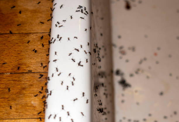 Best Rat Extermination Near Me  in Ligh, NE