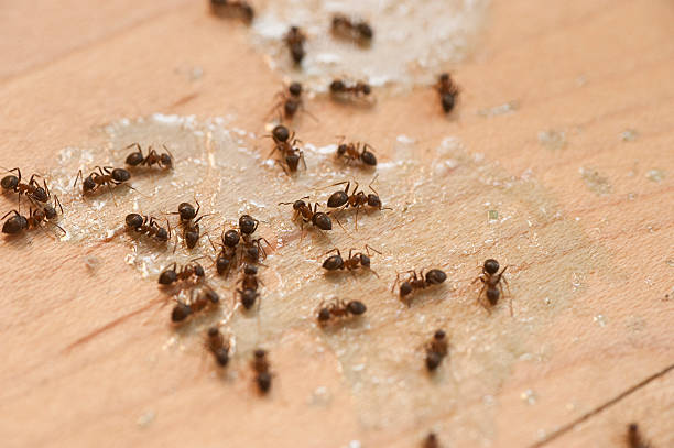 Best Best Pest Control Companies  in Ligh, NE